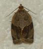 Clepsis dumicolana